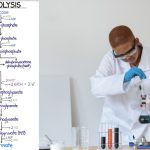 A Comprehensive Guide to the Glycolysis Pathway: Essential Knowledge for Biochemists