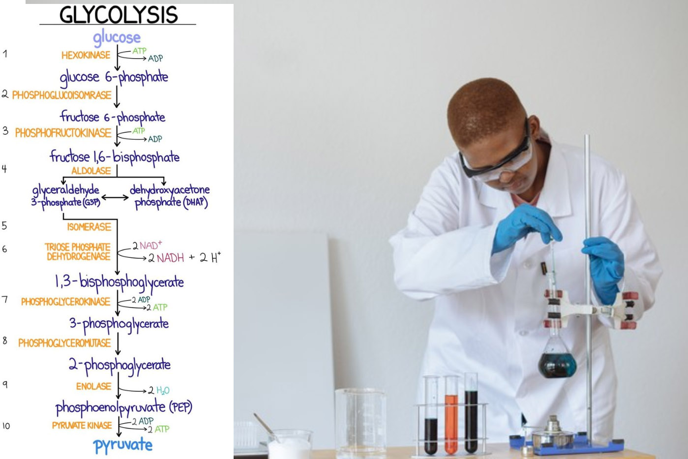 A Comprehensive Guide to the Glycolysis Pathway: Essential Knowledge for Biochemists